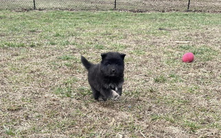 Black Colored TaylorMade Finnish Lapphunds Finnish Lapphund for Memphis, TN