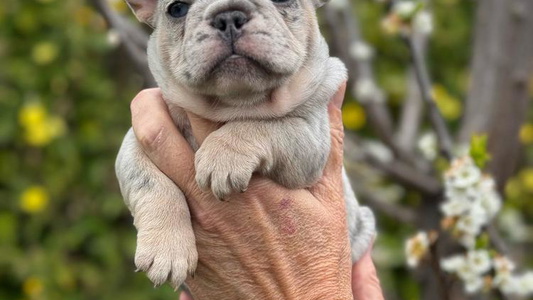 Tricolored Family Frenchies