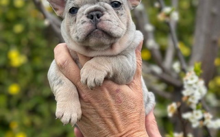 Tricolored Family Frenchies French Bulldog for Lincoln, CA