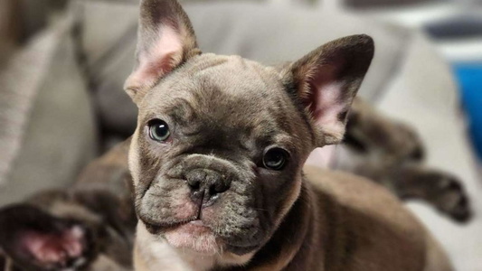 Tri colored Honey Hole Frenchies