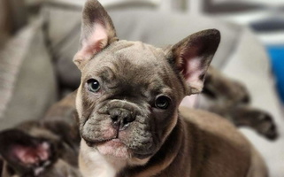 Tri colored Honey Hole Frenchies French Bulldog for North Platte, NE