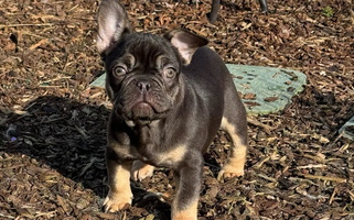 Black and Cream Colored Willamette Valley Doodles French Bulldog for Oregon City, OR