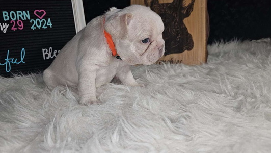 White Colored Diamond Deluxx Frenchies