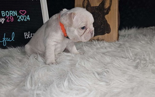 White Colored Diamond Deluxx Frenchies French Bulldog for Alvarado, TX