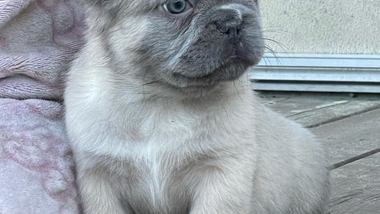 Blue fawn Colored Post Farm French Bulldogs