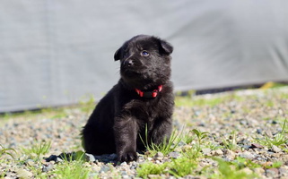 Bi color Von Guadachi Working Shepherd German Shepherd for Oakley, CA