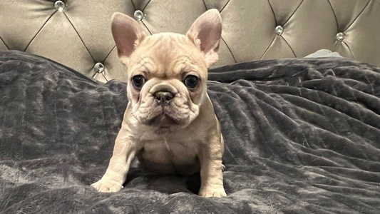 Fawn Colored Heartfelt Kennels