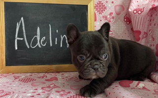 Black Colored Windhill Wheatens French Bulldog for Nokomis, IL