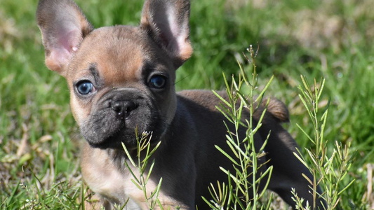 Blue Fawn Colored Trigger Time Kennels