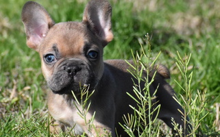 Blue Fawn Colored Trigger Time Kennels French Bulldog for Kilgore, TX