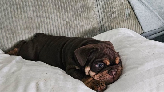 Red Colored High Cotton Bulldogs