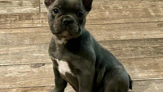 Blue Colored Beachside Boxers and Frenchies