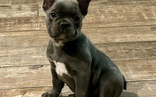 Blue Colored Beachside Boxers and Frenchies French Bulldog for New Smyrna Beach, FL