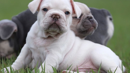 Cream Colored Mingan French Bulldog