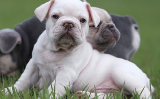 Cream Colored Mingan French Bulldog French Bulldog for Punta Gorda, FL