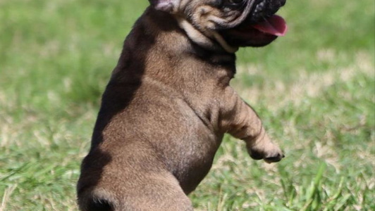 Fawn Colored JP Ranch Bulldogs