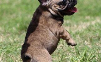 Fawn Colored JP Ranch Bulldogs French Bulldog for Winnsboro, TX