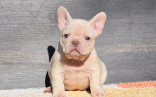 Tri Colored Quality Frenchies French Bulldog for Trenton, NJ