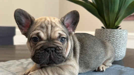 Tri Colored Roughneck Frenchies