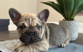 Tri Colored Roughneck Frenchies French Bulldog for Smithfield, NC