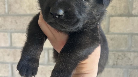 Sable Sudenblick German Shepherd