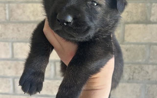 Sable Sudenblick German Shepherd German Shepherd for Natalia, TX