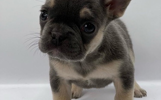 Tri Colored City of Frenchies French Bulldog for San Leandro, CA