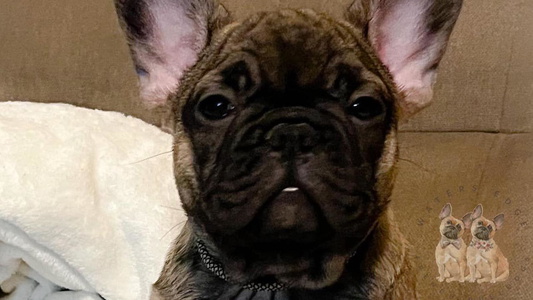 Fawn Colored Waters Edge French Bulldogs LLC