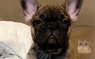 Fawn Colored Waters Edge French Bulldogs LLC French Bulldog for Coldstream, KY