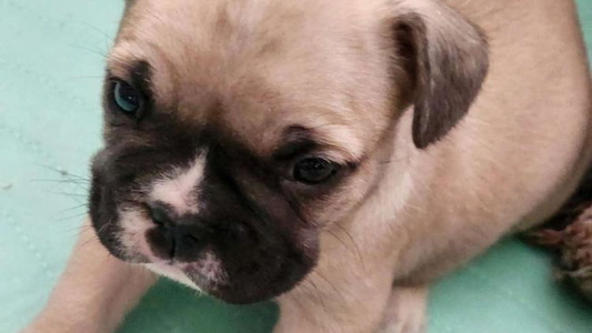 Fawn Colored Rott'N'Frenchies