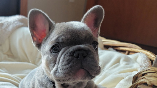 Fawn Colored Glacier French Bulldogs of Montana