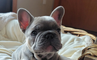 Fawn Colored Glacier French Bulldogs of Montana French Bulldog for Columbia Falls, MT