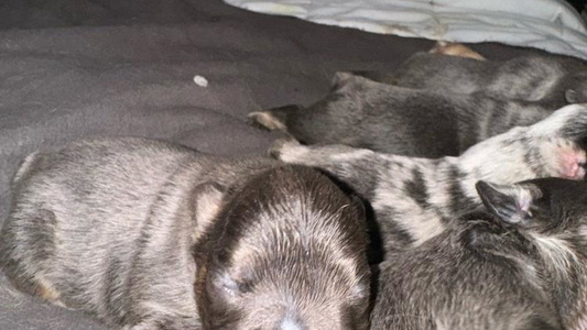 Tri Colored Daisy’s Fluffy Frenchies