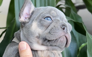 Tri Colored Nala’s Nest French Bullies French Bulldog for Clermont, FL