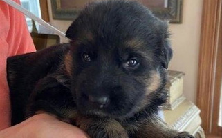 Black and Red Vom Derbyholland Land Shepherd German Shepherd for Methuen Town, MA