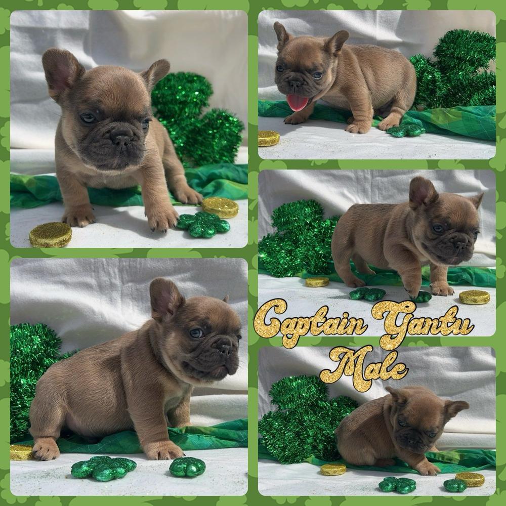 Blue Fawn Colored Simply Southern Frenchies