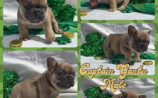 Blue Fawn Colored Simply Southern Frenchies French Bulldog for Mustang, OK