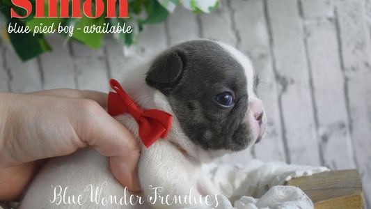 Blue Colored Blue Wonder Frenchies