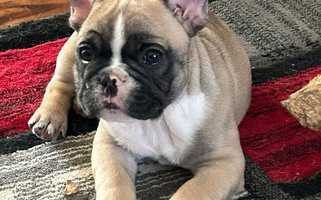 Fawn Colored Seven Blessings Frenchies French Bulldog for Muncie, IN