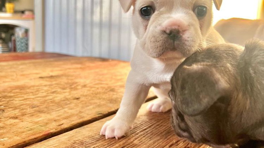 White Colored 49 North French Bulldogs