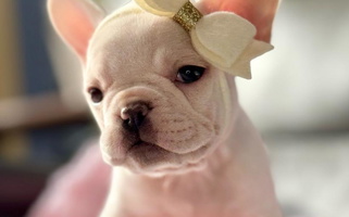 Cream Colored Kaviar Frenchies French Bulldog for Jacksonville, FL