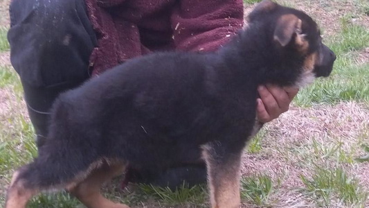 Black and Red Vom Haus Pharoah German Shepherd