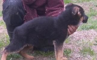 Black and Red Vom Haus Pharoah German Shepherd German Shepherd for Landingville, PA