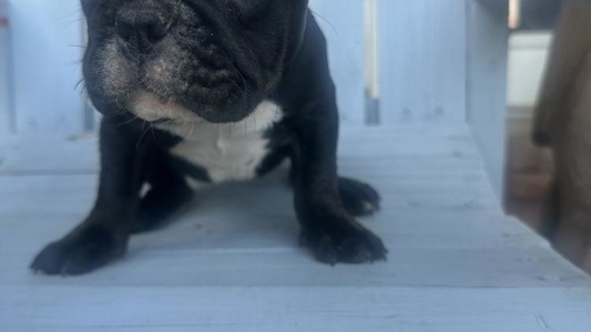 Black and Tan Colored Melissa’s Adorable Bassets and Frenchies