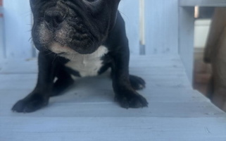 Black and Tan Colored Melissa’s Adorable Bassets and Frenchies French Bulldog for Schulenburg, TX