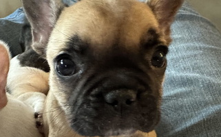 Fawn Colored Rarity Royales French Bulldog for Holyoke, MA