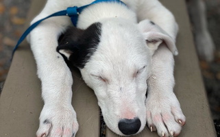 White and Black Colored Running to Stand Still (RTSS) Greyhound for Loxahatchee Groves, FL