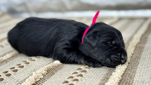 Black and tan Colored Hillside Kennels