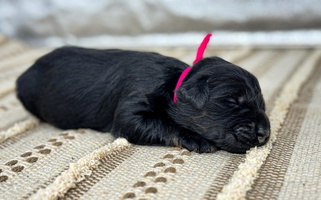 Black and tan Colored Hillside Kennels Giant Schnauzer for Collinsville, MS