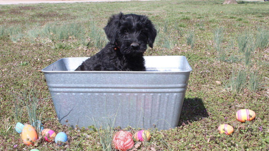 Black Colored Jotunn Kennels